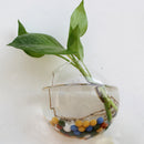 Wall Hanging Glass Vase Terrarium Glass Vase Hydroponic Planter Fish Tank DVH