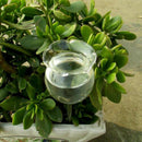 Glass Plant Flowers Water Feeder Self Watering Rose Waterer Device Machine NEW