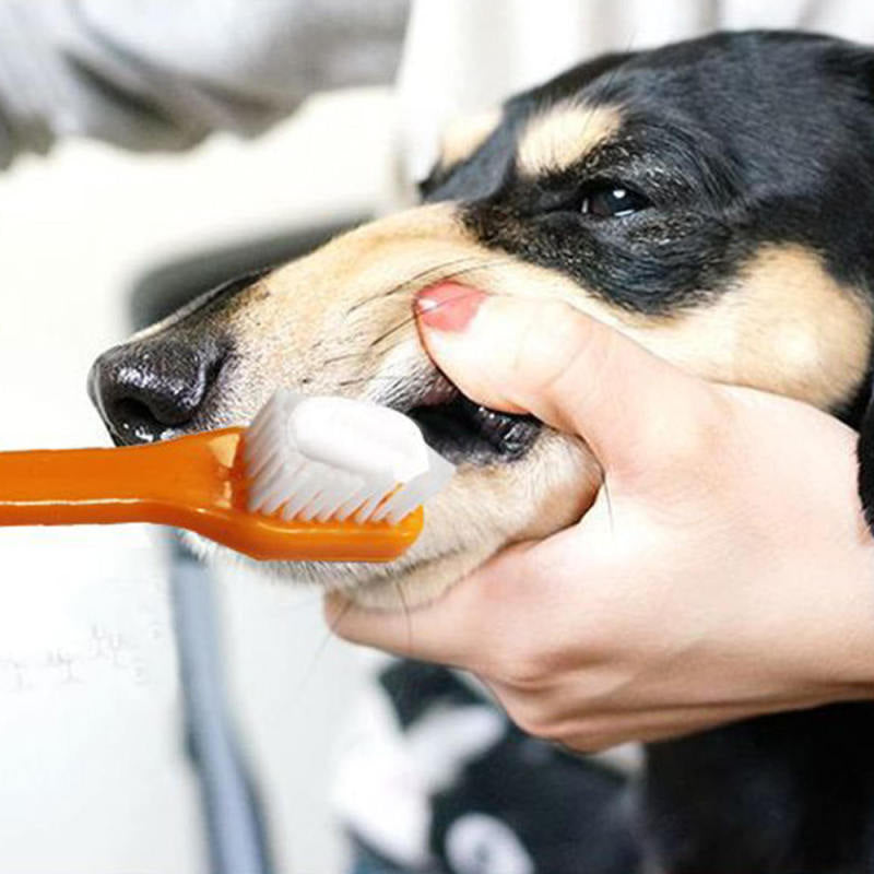 Durable Toothbrush Dog Oral Care Toothpaste Cat Dental Pet Teeth Cleanin GQM