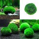 Marimo Ball Live Algae Aquarium Plant Fish Tank Landscape Ornament GUK