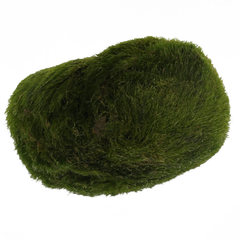 Marimo Ball Live Algae Aquarium Plant Fish Tank Landscape Ornament GUK