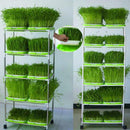 Seed Sprouter Tray Double-layer Soilless Culture Beans Hydroponic Nursery Tray d