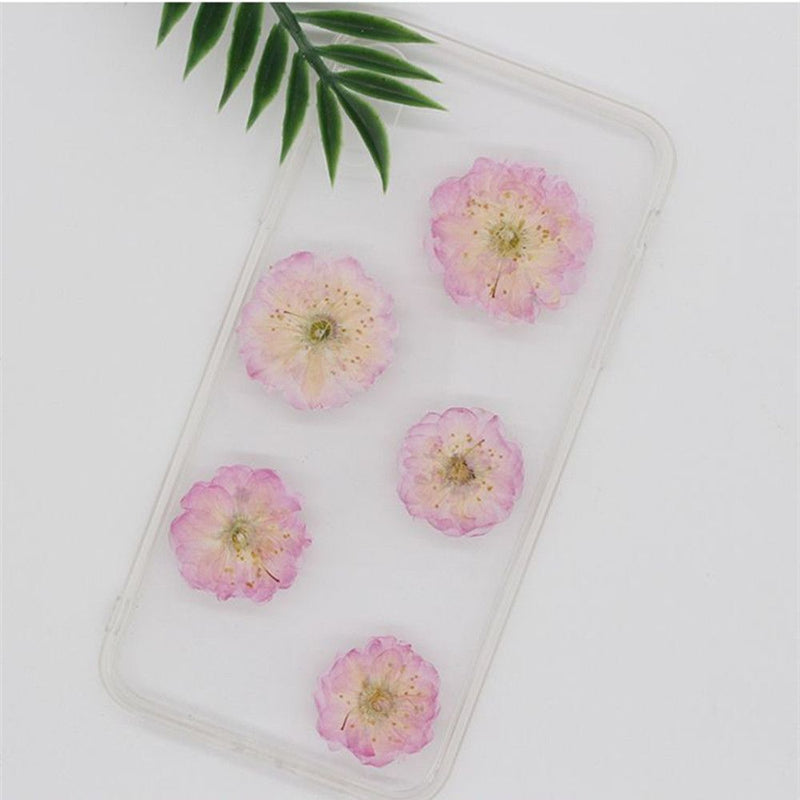 Decoration Multi-purpose DIY Real Dried Flowers Pressed Flowers Sakura Crafts