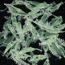 50pcs Luminous Shrimp Soft Lure 3cm Night Fishing Lure Fluorescent Glow Tac