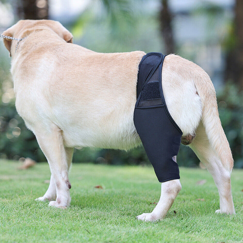 Pet Knee Pad Dog Support Brace Leg Joint Wrap Injury Recover Protector (XL)