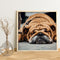 Hand Painted on Canvas DIY Sleeping Dog Oil Paint By Numbers Drawing Kit Cr