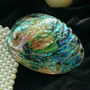 Natürliche Abalone Shell große Muschel Muschel Display Stand Neu Diy T1O3