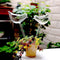 Glass Plant Flowers Water Feeder Self Watering Bird Device*1 Waterer F1Z3