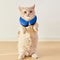 #A Inflatable Cat E-collar Anti-bite Dog Neck Cone Recovery Anti Lick Surgery