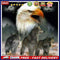 DIY Eagle and Wolf Frameless Oil Paint by Numbers Kit Handpainted Home Decor