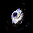 LED Fishing Lure Lamp Underwater Light Eye Shape Fluorescent Baits (White) Newly