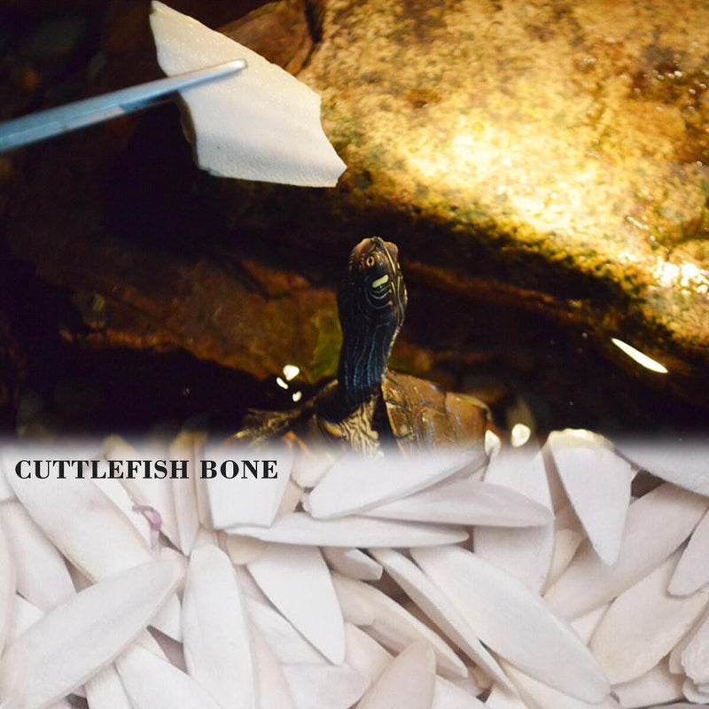 1 bag Cuttlebone Cuttlefish Bone Sepia Cuttle Fish Food Pickstone Calcium N3Z3