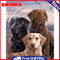 DIY Paint By Number Kit Frameless Dog Animal Handpainted Canvas Wall Decoration