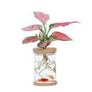 Ornament Plant Flower Pot Flower Arrangement Hydroponic Vase Plastic Vase