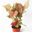 Soil Water Tester Bird Shape Flower Pot Moisture Sensor Farm Meter (Red)