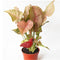 Soil Water Tester Bird Shape Flower Pot Moisture Sensor Farm Meter (Red)