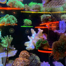 Fish Tank Fluorescence Coral Frag Rack Aquarium Reef w/ Plug Holder (Green)