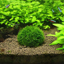 Green Moss Balls Moss Ball Moss Balls Moss Balls Decorative Marimo Moss Ball