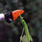 Fruit Picker Shear Gardening Tree Pruning Gripper Long Pole Cutter Catcher Newly