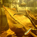 10pcs Improve Water Quality Leaf PH Acidity Aquarium Terminal Leaves Cover