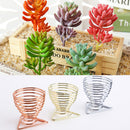 Storage Rack Wall Hanger Display Stand Plant Holder Air Plants Holders