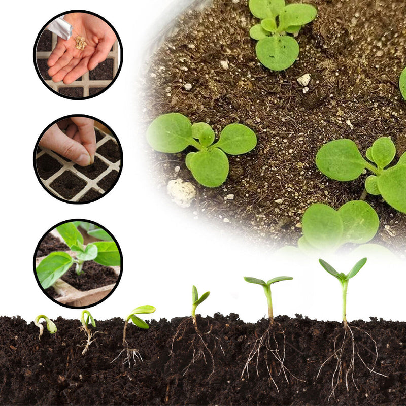 Seed Starter Tray Kit Biodegradable Gardening Germination Pulp Pots - 12 Cells