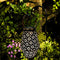 Solar Projection Lamp Outdoor LED Portable Wall Hanging Lantern for Garden Decor