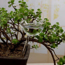 Transparent Bird Travel Flower Waterer Bulb Car Drip Irrigation Device (B)