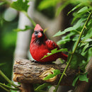 Ornament Yard Decoration Simulation Red Bird Courtyard Decor Tree Stump Bird