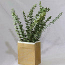 10X Air-dried Flower Eucalyptus Stems Branches Leaves DIY Bouquet Home X8G3 Y8O1