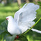 White Foam Artificial Feather Wings Simulation Pigeon Wedding Decor Spread