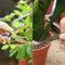 Digging Tool Gardening Tools Kit Plant Transplant Tool Basic Bonsai Tools