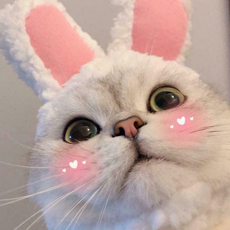 Cute Cat Headgear Bunny Drag Hat Cat Dog Headwear Costume PhotoProps F7X7