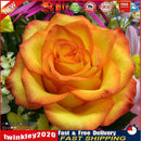 Full Drill Diamond Painting DIY Elegant Flower Wall Picture Poster (LD328) Newly