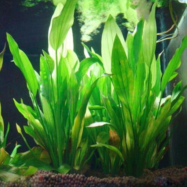 Aquatic Plants Simulated Aquarium Plant Fish Tank Ornament Decor Water Grass