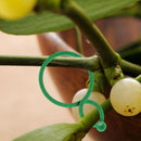 Plant Garden Stem Support Clips, Grow Upright Bundled Ring for Tomato Trellis
