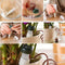8PCS Self Casting Probes Indoor Automatic Irrigation System Houseplant Sp