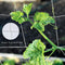 1.67x5m Garden Plants Climbing Net Polyester Cucumbers Vine Stand Trellis Net