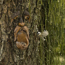 Decoration Wall Decoration Tree Faces Decor Bird Feeder Old Man Face Sculpture