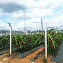 Greenhouse Weed Control Mat Gardening Anti Grass Plant Cover Cloth (1x10m) Newly