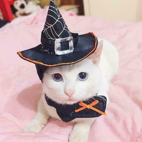 Halloween Cat Wizard Hat Products That Transform Into Hat Scarf Wizard O1V0 N0C5