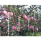 12pcs/set Bird Repellent Reflective Spiral Rotating Scare Rod for Balcony Garden