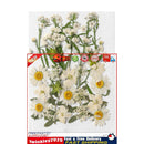 Dried Flower Material Package Real Pressed Dry Flowers & Leaves (White) Newly