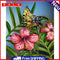 Oil Paint by Numbers Butterfly Flower Canvas Artwork Living Room Picture Decor