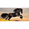 Running Horse Diamond Painting Rhinestone Full Round Drill for Decoration (Y630)