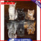 40x50cm Frameless Oil Paint By Numbers Cat Maps Out Tiger Canvas Picture Kits