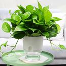2 Layer ABS Flowerpot Self Watering Plant Container with Water Tank (8.2cm)