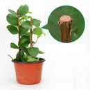 50g Plant Healing Sealant Bonsai Wound Healing Agent Tree Pruning Paste
