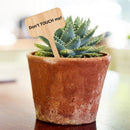 50x Wooden T-Shape Plant Labels Seed Potted Herbs Flowers Sign Tags Sticks Newly