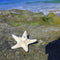 Elegant Beach Girls Lady Hairpin Star Sea Starfish Hair Clip Jewelry For 2 Pcs